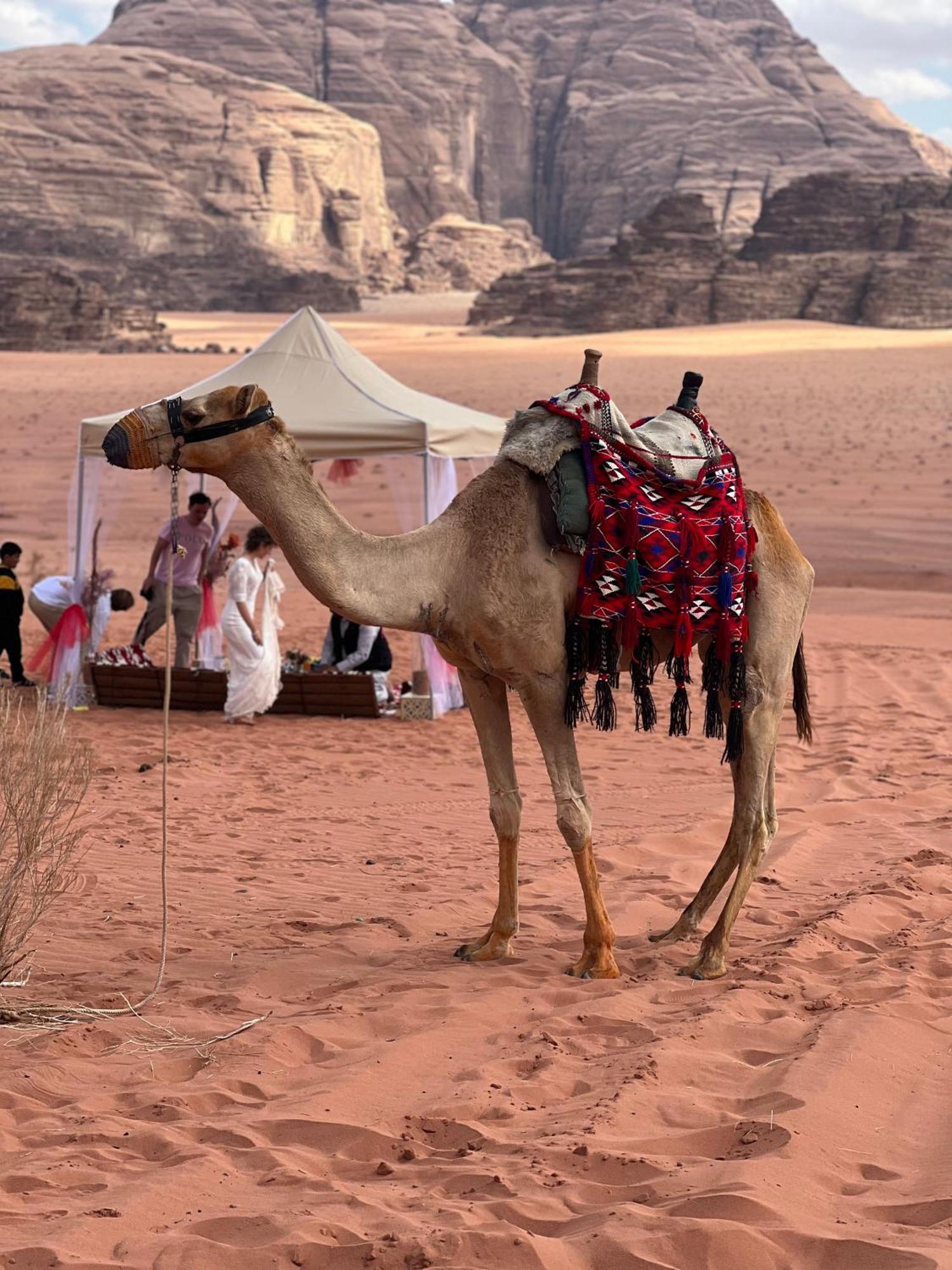 Moon Magic Valley Lejlighed Wadi Rum Eksteriør billede